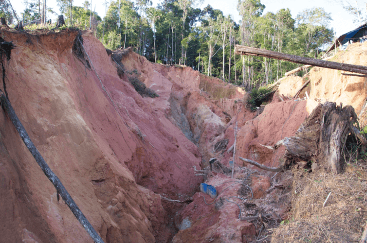 Beyond Integration & Segregation: Innovative Strategies for Forest Conservation