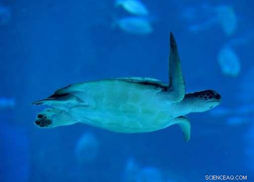Scientists Detect Human Medicines and Household Chemicals in Great Barrier Reef Turtles  Blood