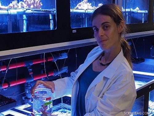 How Nitrogen Levels Influence Coral Bleaching: New Insights