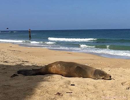 Unveiling the Forces Behind Monterey Bay’s Record‑Breaking Toxic Algal Bloom