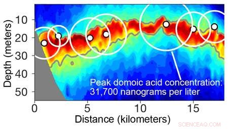 Unveiling the Forces Behind Monterey Bay’s Record‑Breaking Toxic Algal Bloom