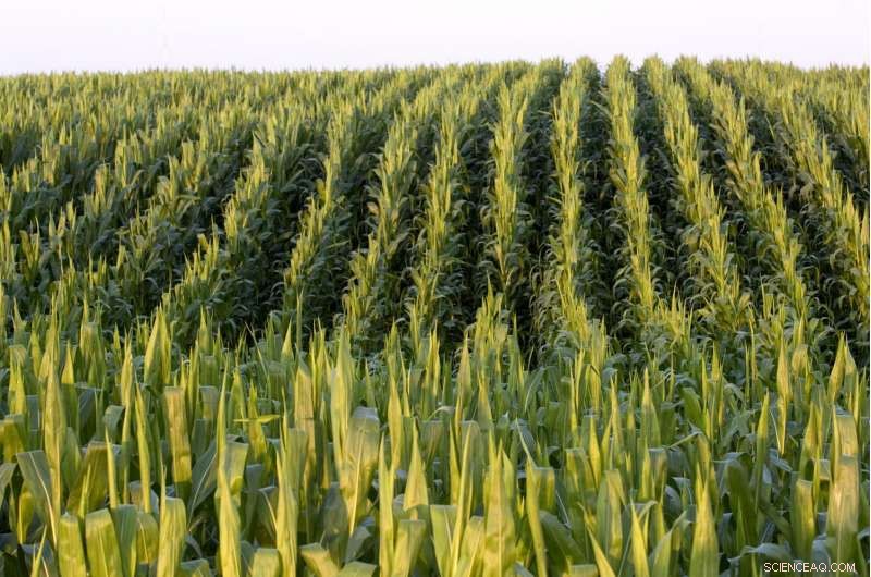 Leaf Decay Emits Nitrous Oxide, Revealing Unexpected Greenhouse Gas Source