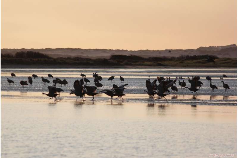 Long-Term UNSW Study Highlights Dams  Severe Impact on Murray‑Darling Basin Wetlands