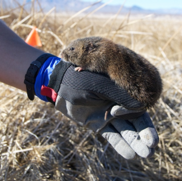 Conserving the Endangered Amargosa Vole: More Than a Rainy Day