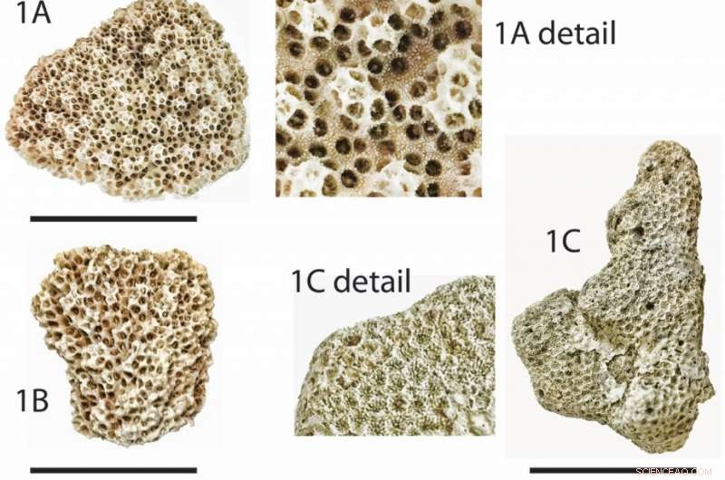 Researchers Identify Source of the 1586 Sanriku Tsunami Using New Evidence