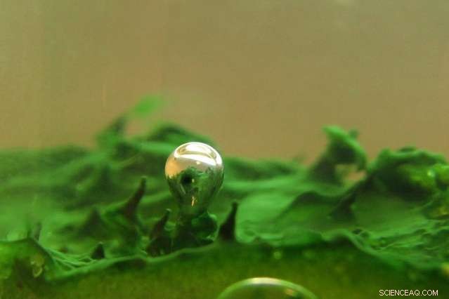 Genomic Insights into Earth s Early Oxygenation