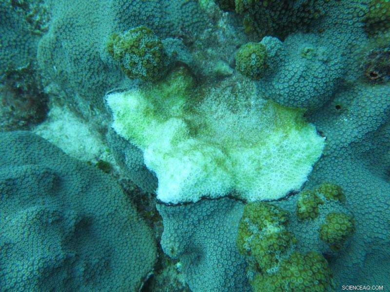Could Ocean Acidification Reduce Coral Disease? Insights from Recent Research