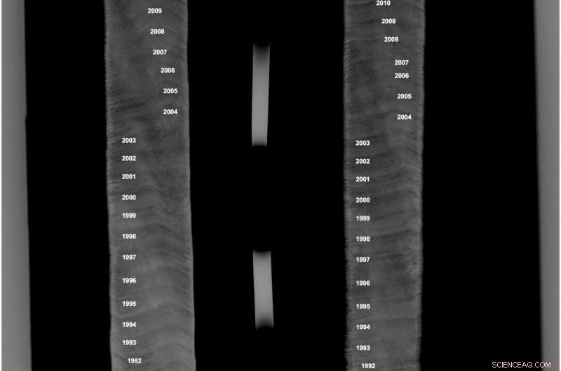Exploring the Inner Structure of Coral Reefs