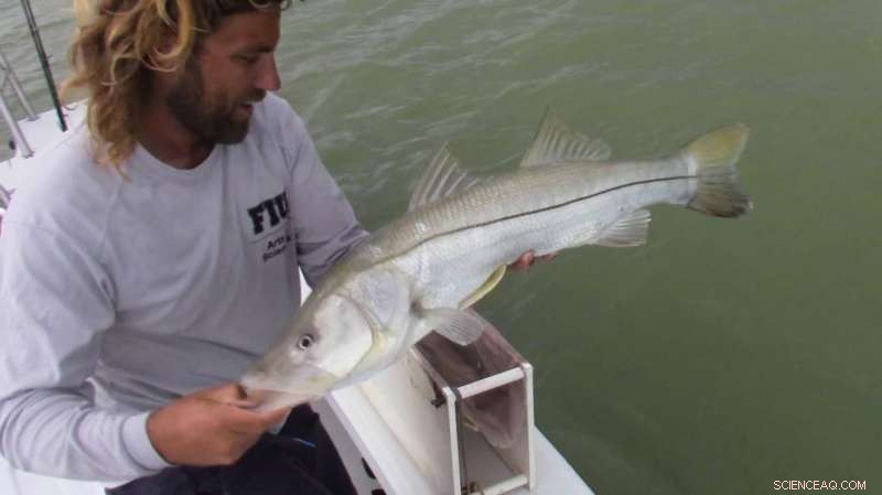 Everglades Snook Endure 2010 Cold Spell, Thrive in Deeper Waters
