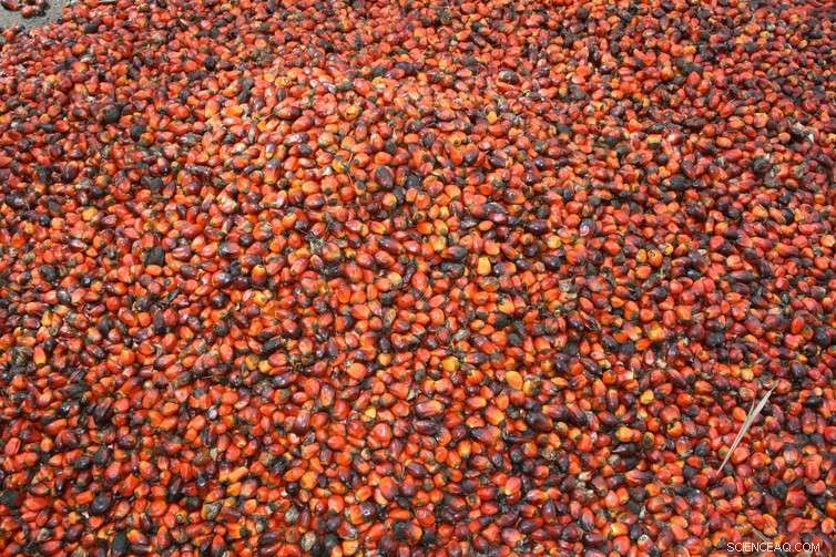 Debunking the Myth: Palm Oil Does Not Drive 40% of Global Deforestation