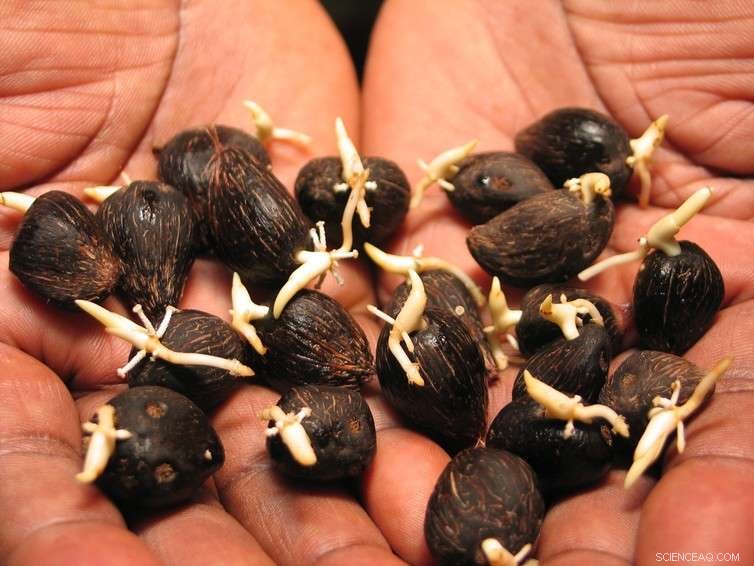 Debunking the Myth: Palm Oil Does Not Drive 40% of Global Deforestation