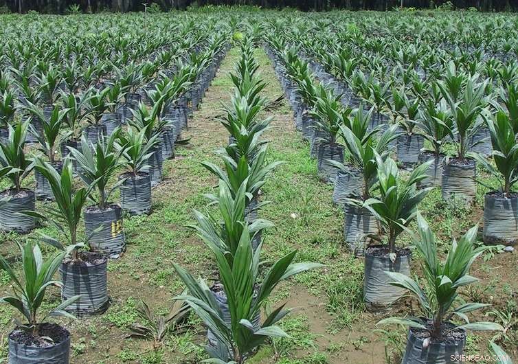 Debunking the Myth: Palm Oil Does Not Drive 40% of Global Deforestation