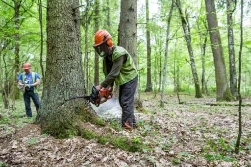 Activists Block Logging in Poland s Białowieża Forest to Protect UNESCO Site