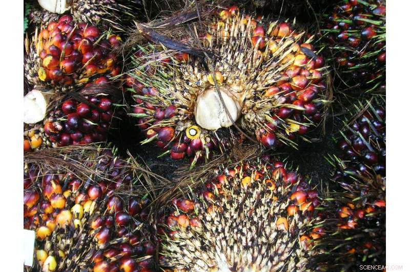 New Technique Promises Sustainable Oil Palm Production