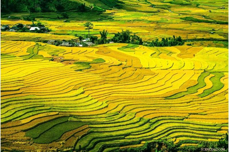 Fractal Planting Patterns Maximize Harvests—No Central Control Needed