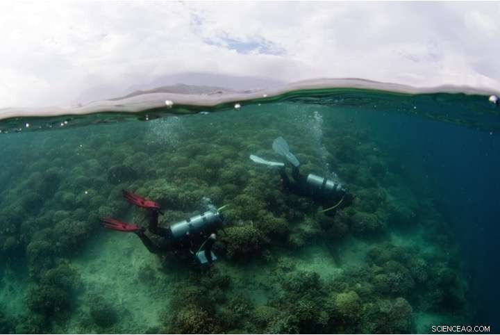 NASA Grants $1.026M to Hawai i Scientists to Forecast Coral Disease Across Pacific Ocean