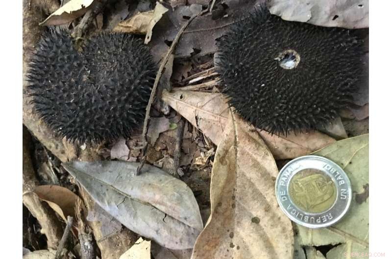 Lianas Suppress Fruit & Seed Production in Tropical Forests