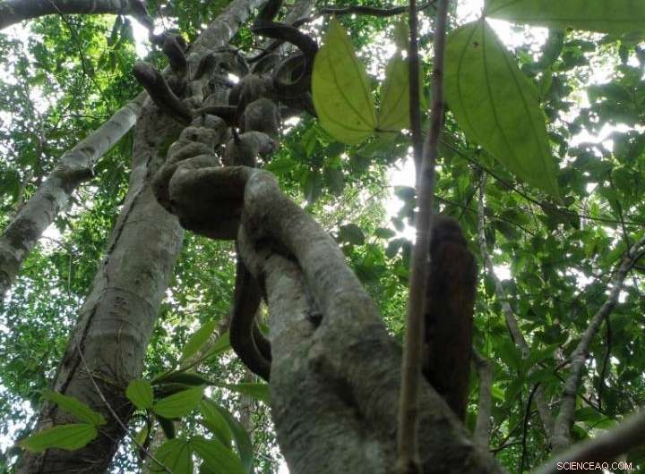 Lianas Suppress Fruit & Seed Production in Tropical Forests