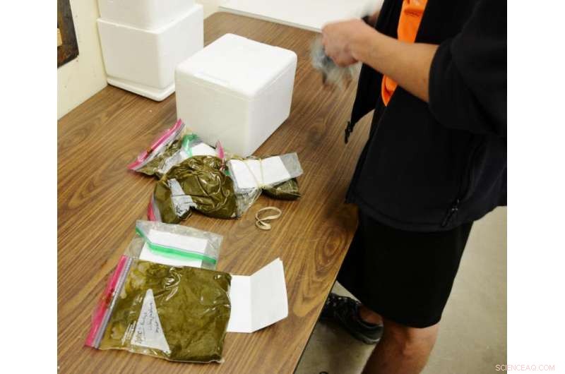 Study Reveals Declining Protein Levels in U.S. Native Grasslands