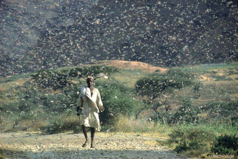 Satellites Predict Desert Locust Swarms to Protect Food Security