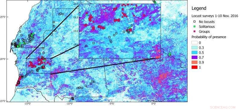 Satellites Predict Desert Locust Swarms to Protect Food Security