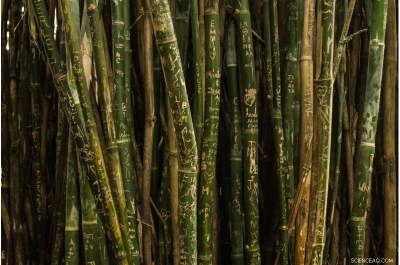 Tree-to-Bamboo Shift Halves Forest Carbon Storage