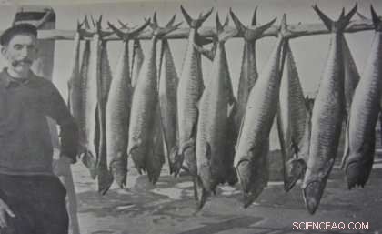 70% Decline in East Coast Spanish Mackerel Catch Rates Over 80 Years