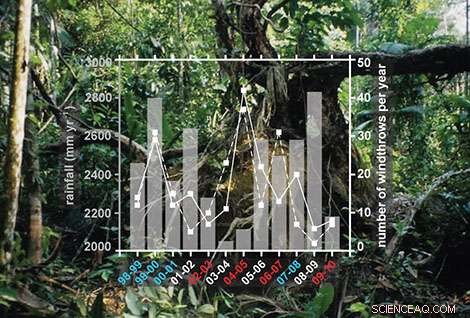 Impact of Tree Gaps on Amazonian Ecosystems: New Decadal Windthrow Study