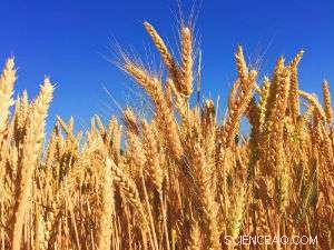 How Temperature Variability Impacts Wheat Quality: Insights for Farmers and Bakers