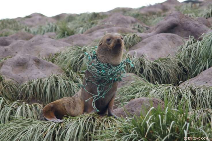 Antarctic Microplastic Levels Surge Far Beyond Predictions