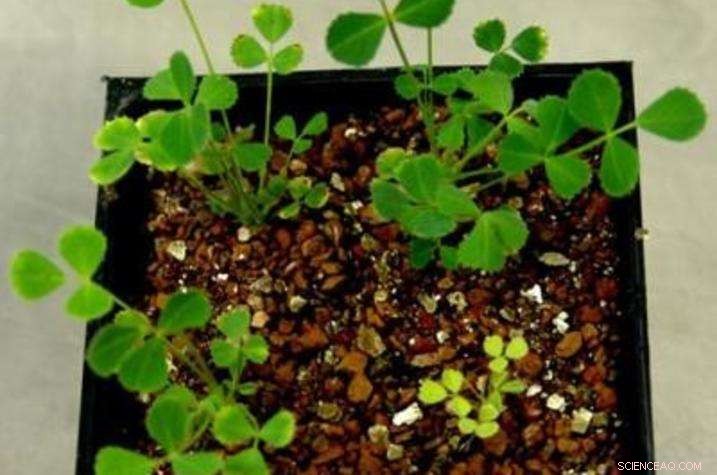 University of Kentucky Scientists Discover More Efficient Nitrogen Fixation Method for Legumes