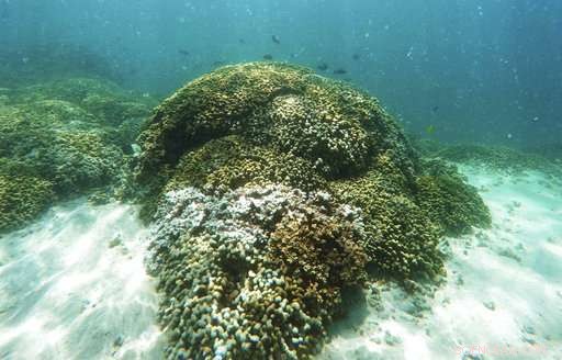 Three-Year Global Coral Bleaching Crisis Ends, Yet Impacts Remain Severe