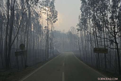 Portugal s Ongoing Battle Against Forest Fires