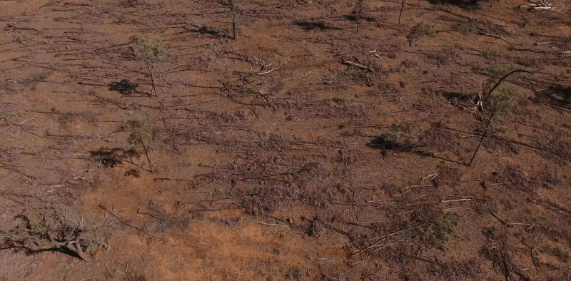 Land Clearing on the Rise: Legal Thinning Falls Short in Protecting the Great Barrier Reef