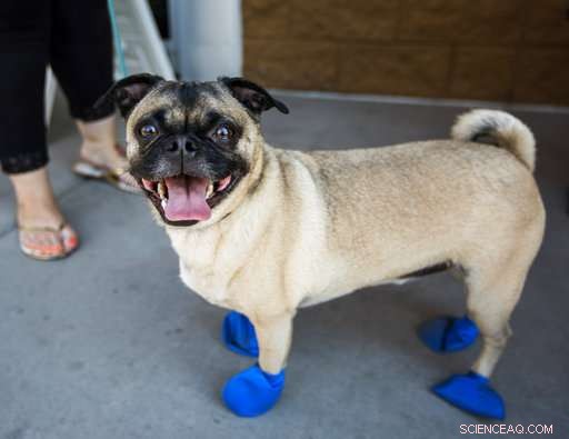 Phoenix Faces 119°F on Summer’s First Day, Prompting an Excessive Heat Warning