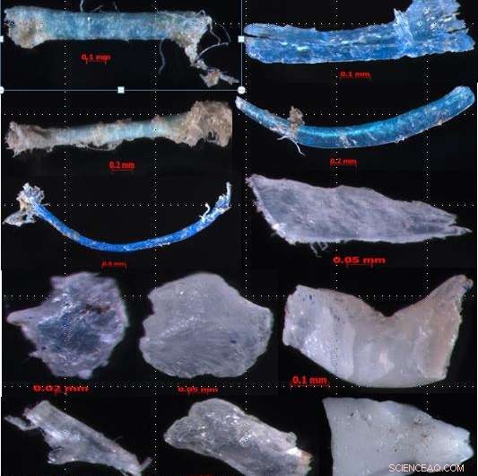 Qatar Researchers Confirm Widespread Microplastic Presence in Gulf Seawater