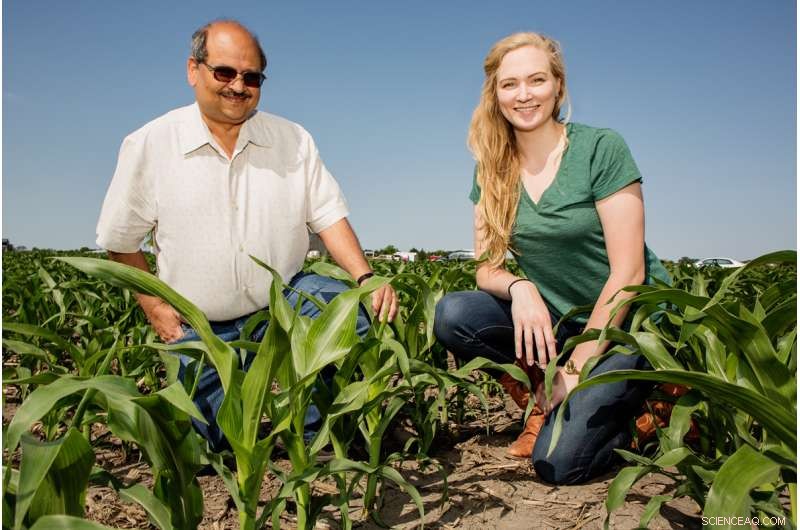 Study Shows Corn Is More Valuable as Food than Biofuel