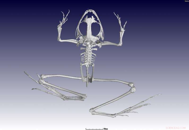 Frog Fossils Reveal New Insights into Rainfall Patterns on South Africa’s West Coast