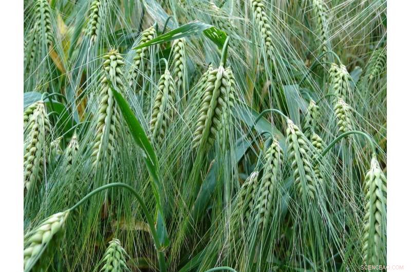 Urban Agriculture Yields Limited Environmental Gains in the Northeastern U.S.