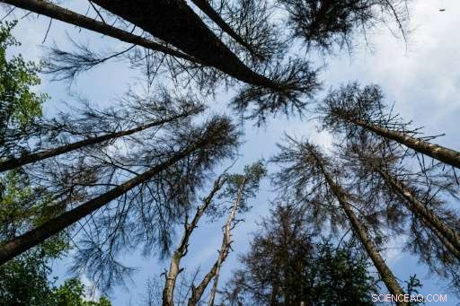 Poland Opposes Bialowieza Forest’s UNESCO Designation, Citing Environmental Concerns