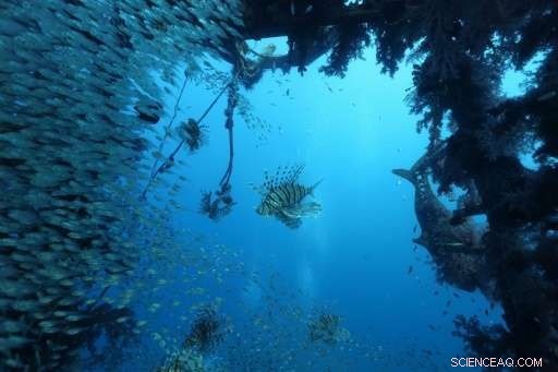 Red Sea Coral Reefs Endure Climate Change, Offering Hope