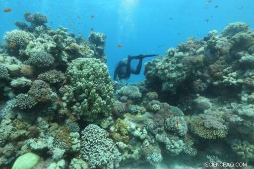 Red Sea Coral Reefs Endure Climate Change, Offering Hope