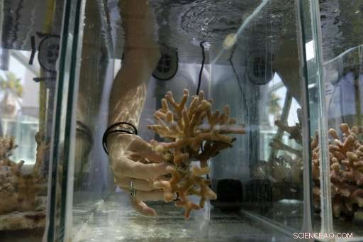 Red Sea Coral Reefs Endure Climate Change, Offering Hope