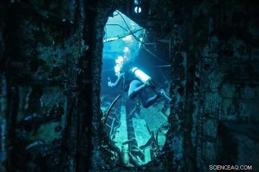 Red Sea Coral Reefs Endure Climate Change, Offering Hope