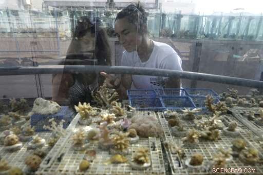 Red Sea Coral Reefs Endure Climate Change, Offering Hope