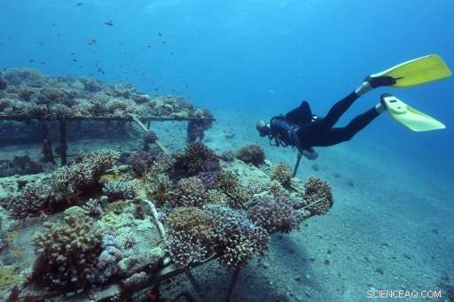 Red Sea Coral Reefs Endure Climate Change, Offering Hope