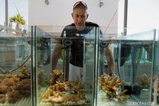 Red Sea Coral Reefs Endure Climate Change, Offering Hope