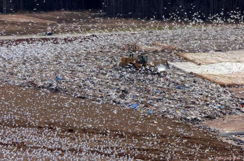 Trash‑Fed Seagulls Release Nutrient‑Rich Droppings, Threatening Water Quality