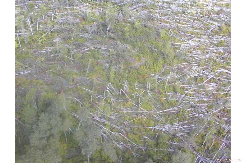 Assessing Fish Mercury Levels Following Controlled Burns in the Boundary Waters