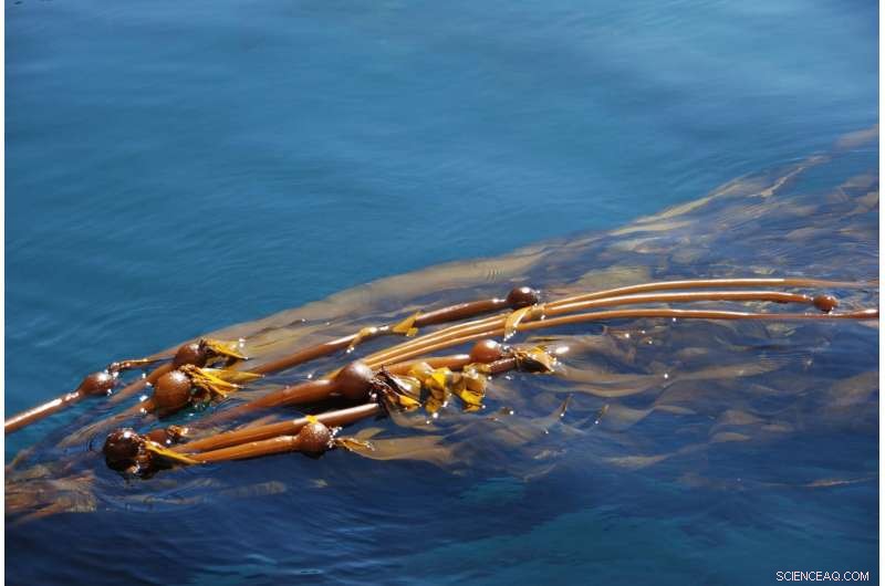 Algae: The Final Frontier of Earth s Ecosystems